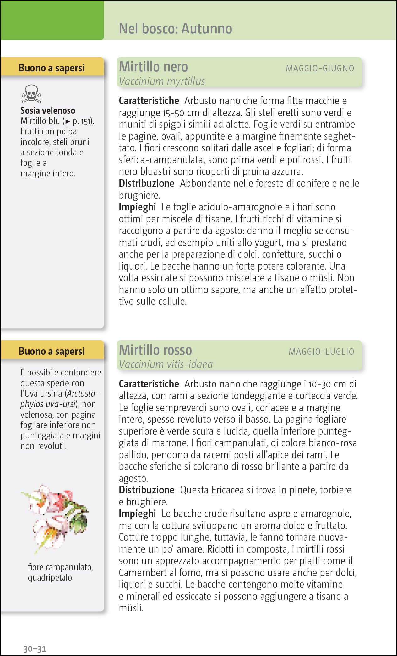 Ricca Editore Erbe e frutti selvatici commestibili guida tascabile