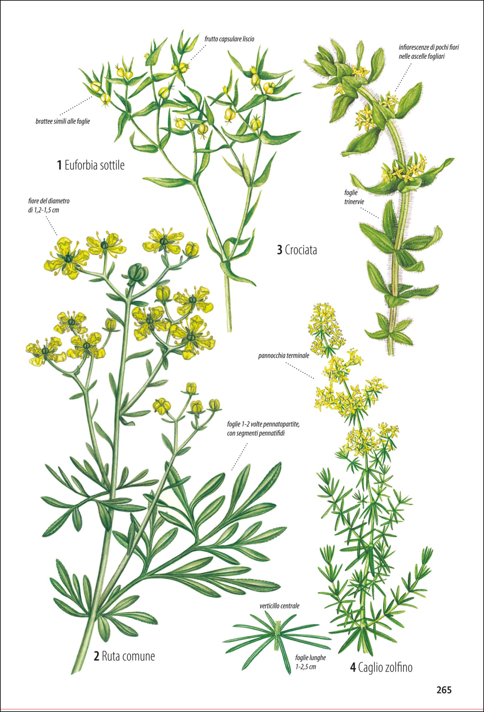 Ricca Editore Che fiore è questo? guida fiori 870 piante