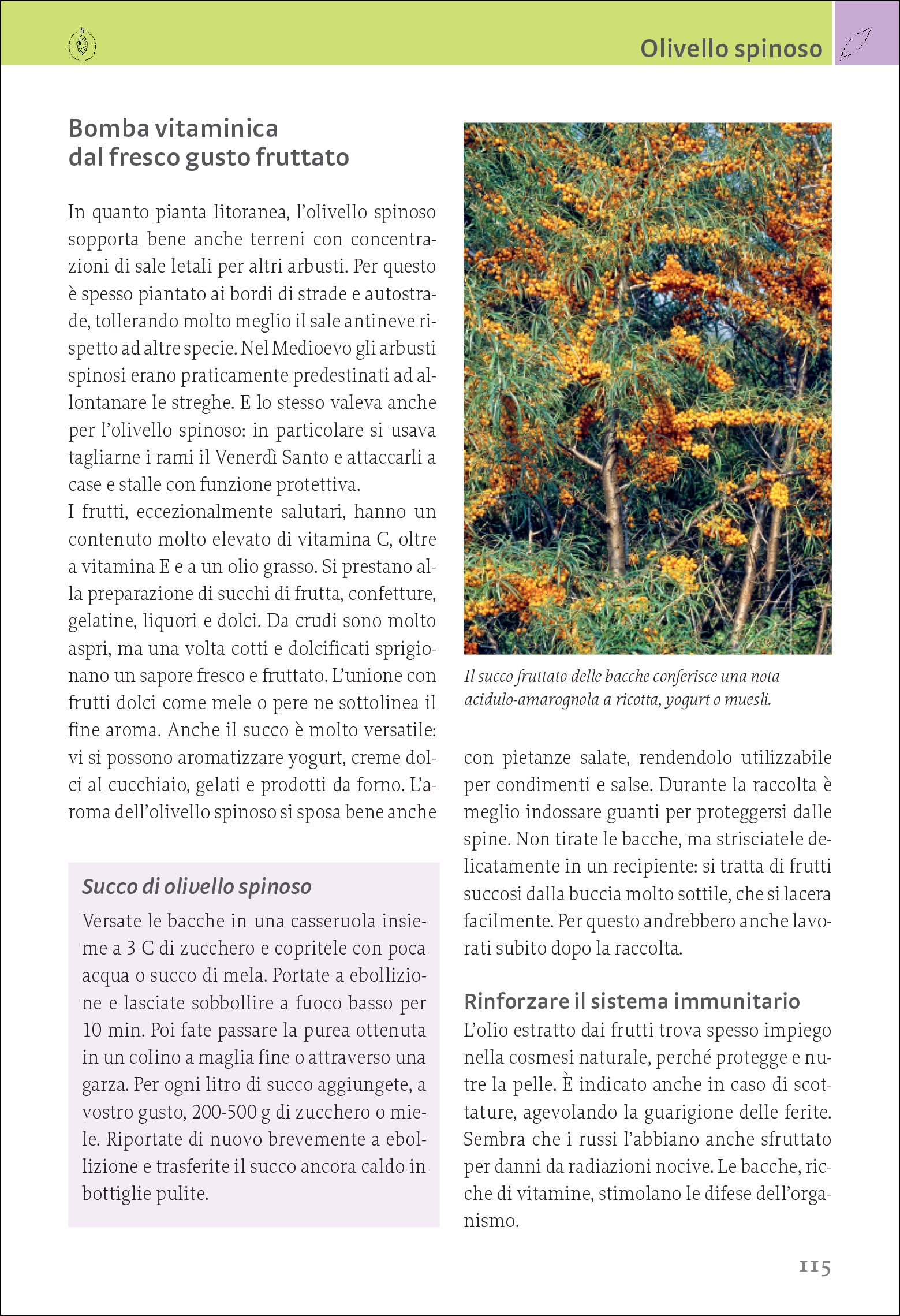 Ricca Editore Piante selvatiche commestibili guida ricette