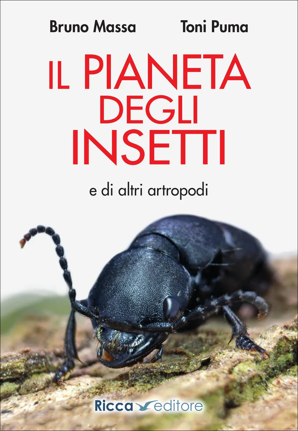 Ricca Insetti e Ragni Il pianeta degli insetti libro foto