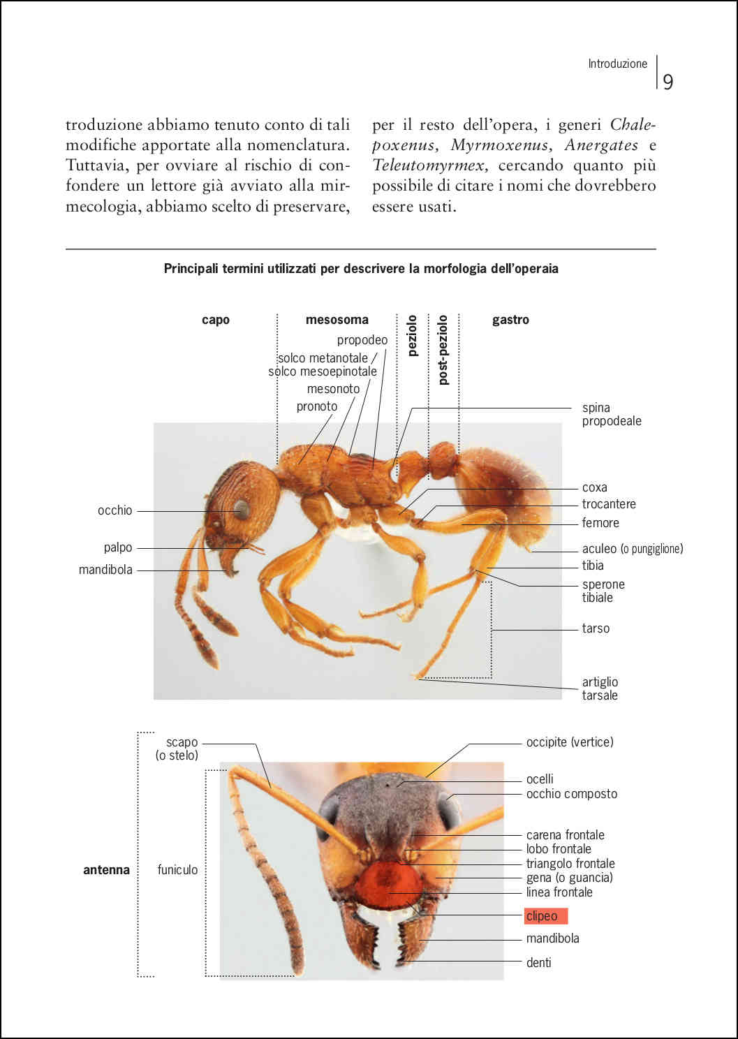 Ricca Editore Insetti Guida formiche Europa libro 400 specie