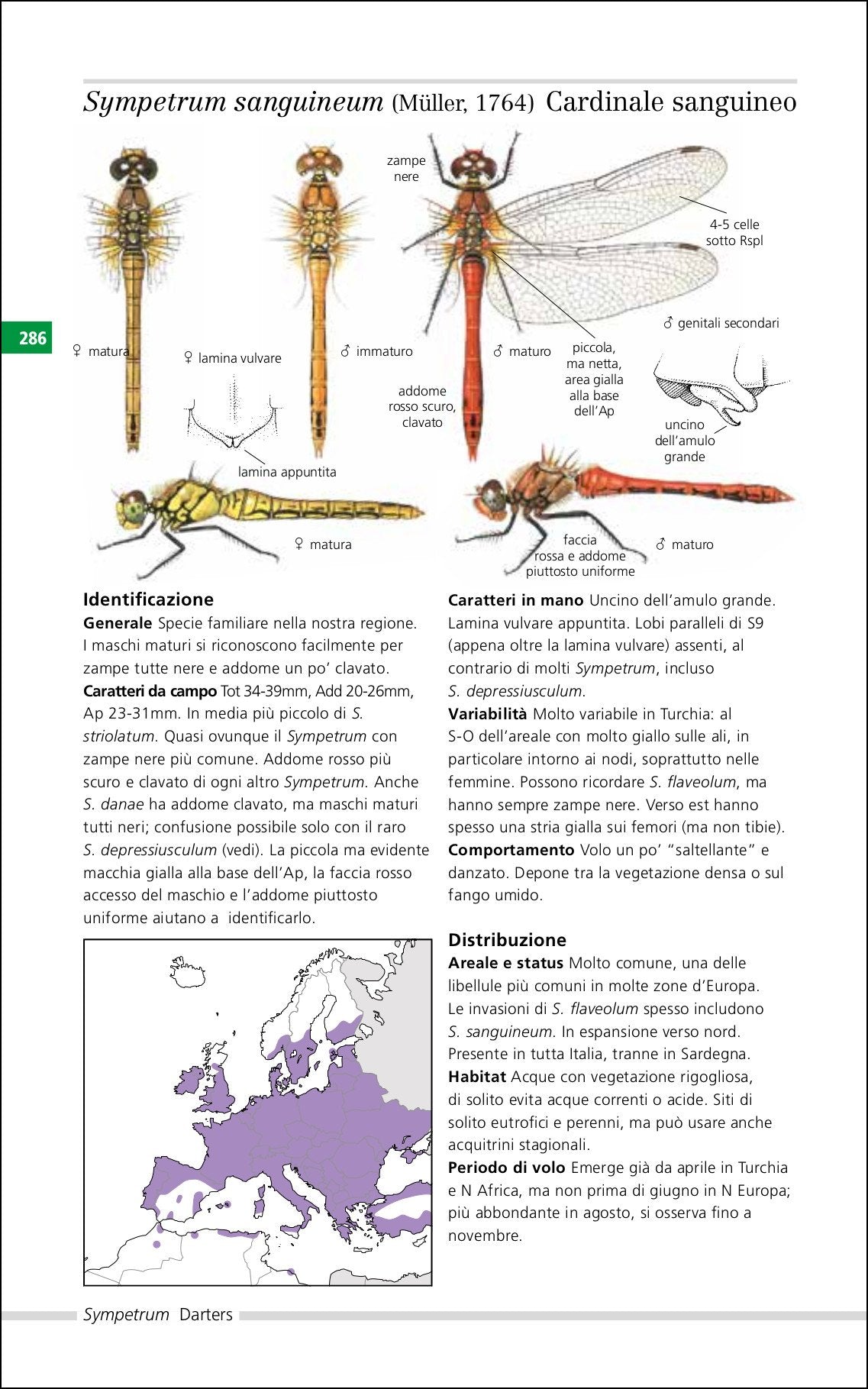 Ricca Editore Libellule d'Italia e d'Europa guida insetti 160 specie