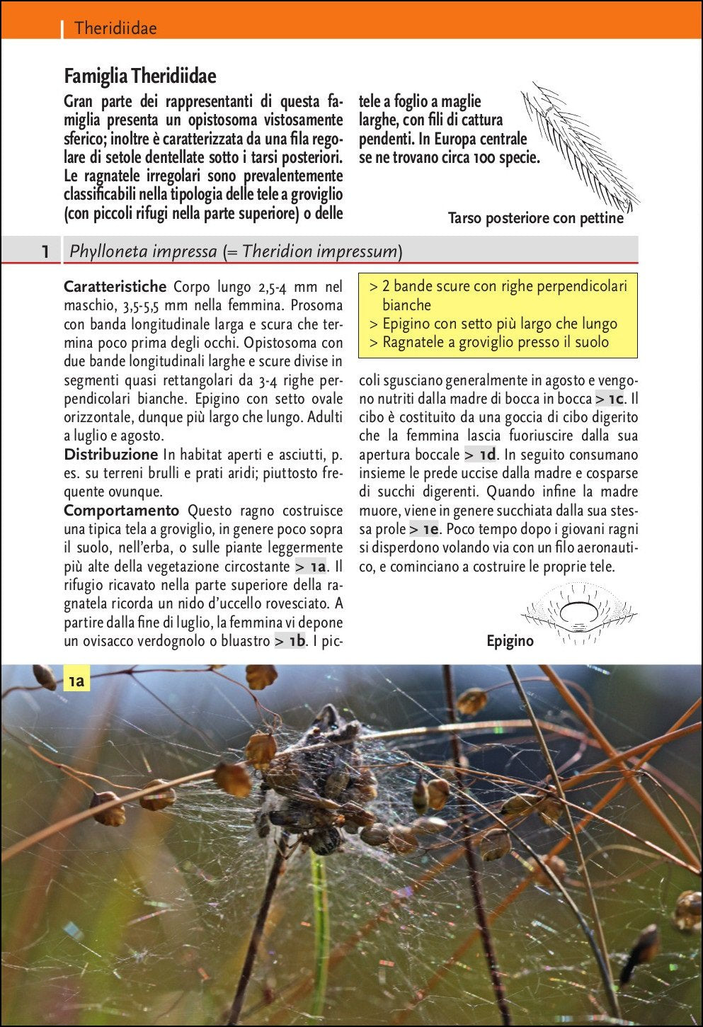 Ricca Editore Insetti e Ragni Guida ragni Europa libro 850 foto