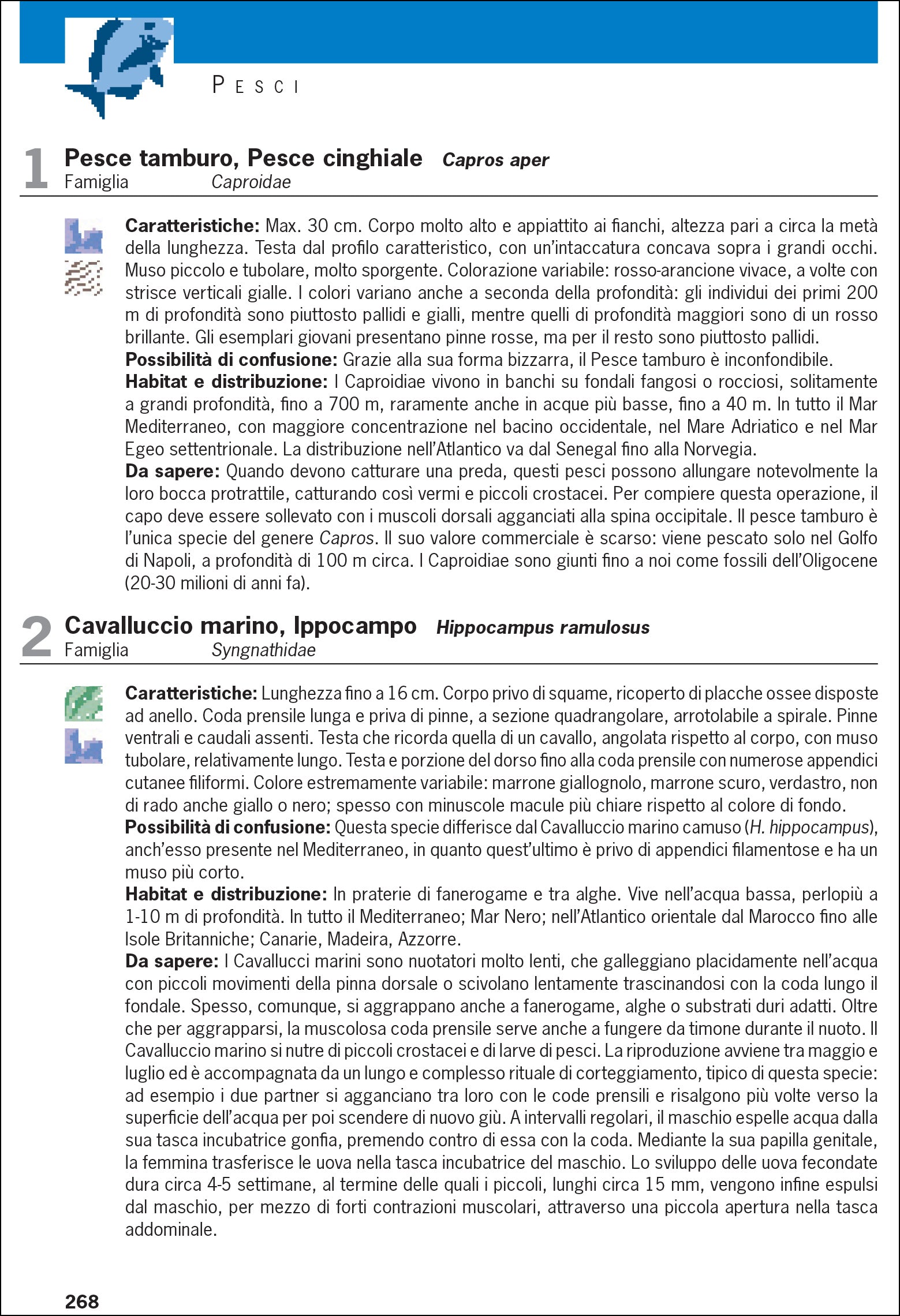 Ricca Editore Cosa vive nel Mediterraneo guida subacquea snorkeling