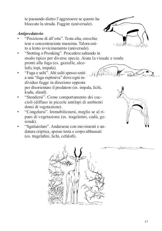 Ricca Editore Mammiferi Africa guida safari 100 specie
