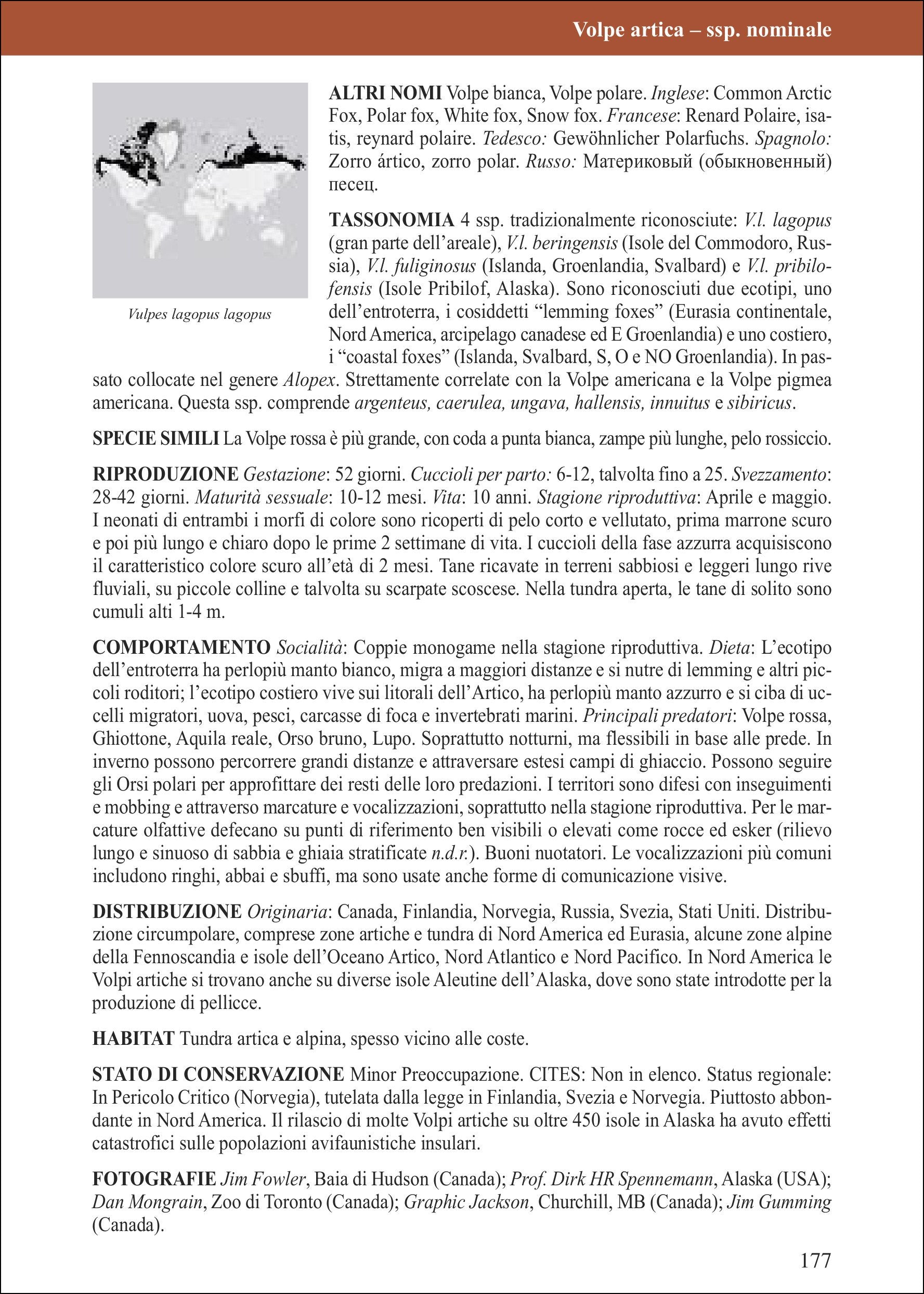 Ricca Editore Canidi del mondo libro lupi volpi 150 tavole