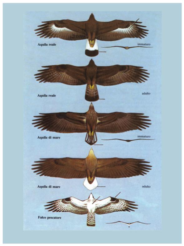 Ricca Birdwatching Guida uccelli Europa guida campo riconoscimento