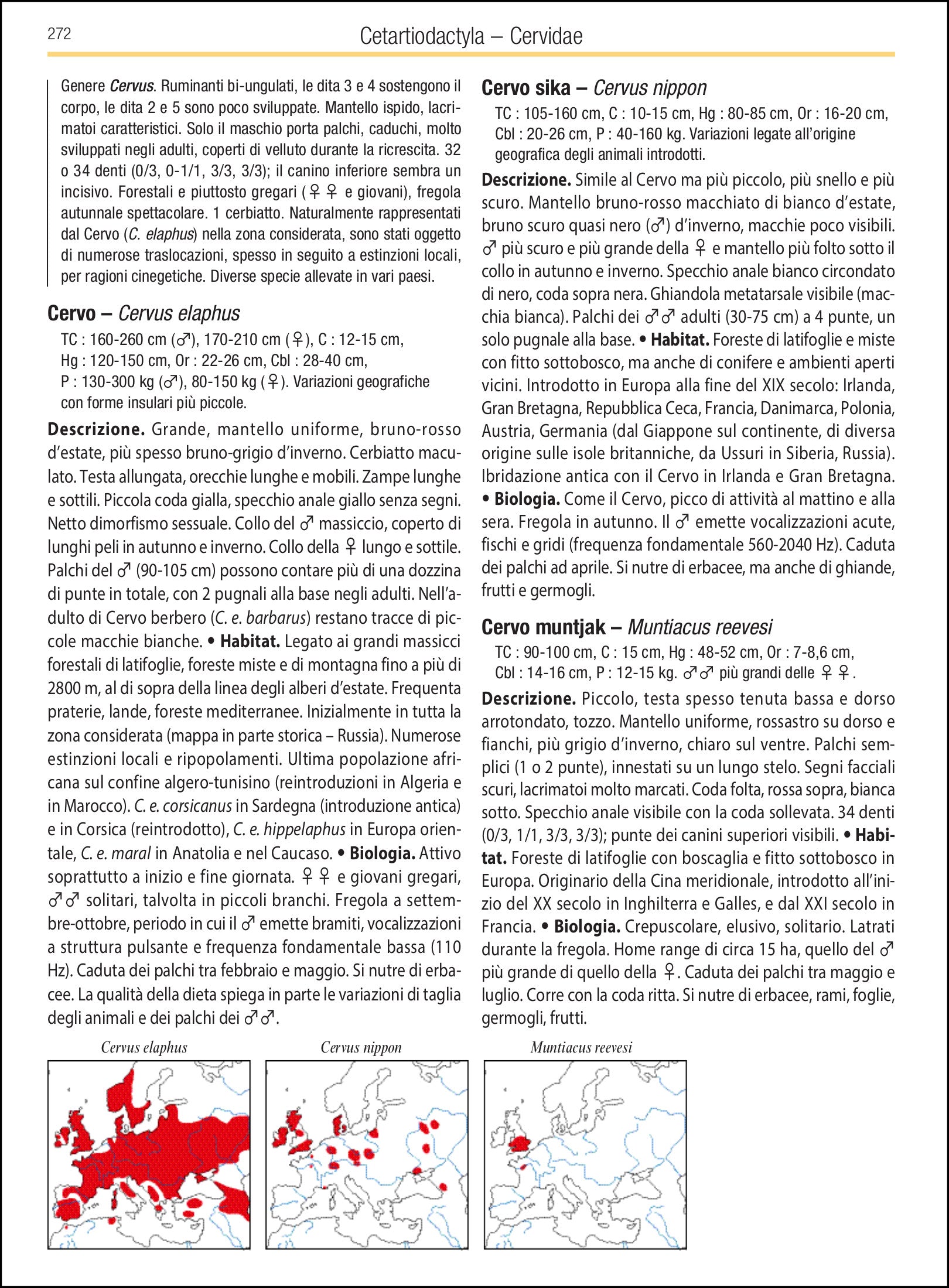 Ricca Editore Mammiferi d'Europa guida 500 specie disegni