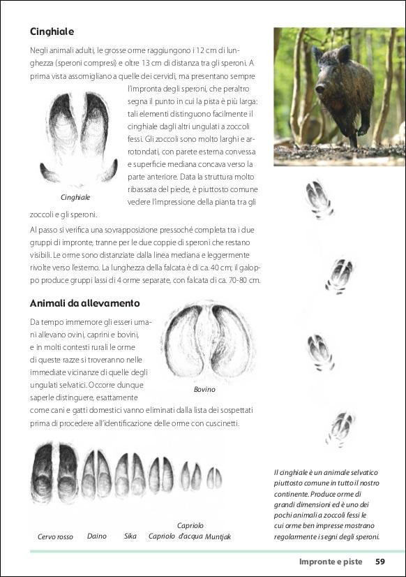 Ricca Editore Scienze Naturali Tracce e segni degli animali libro foto