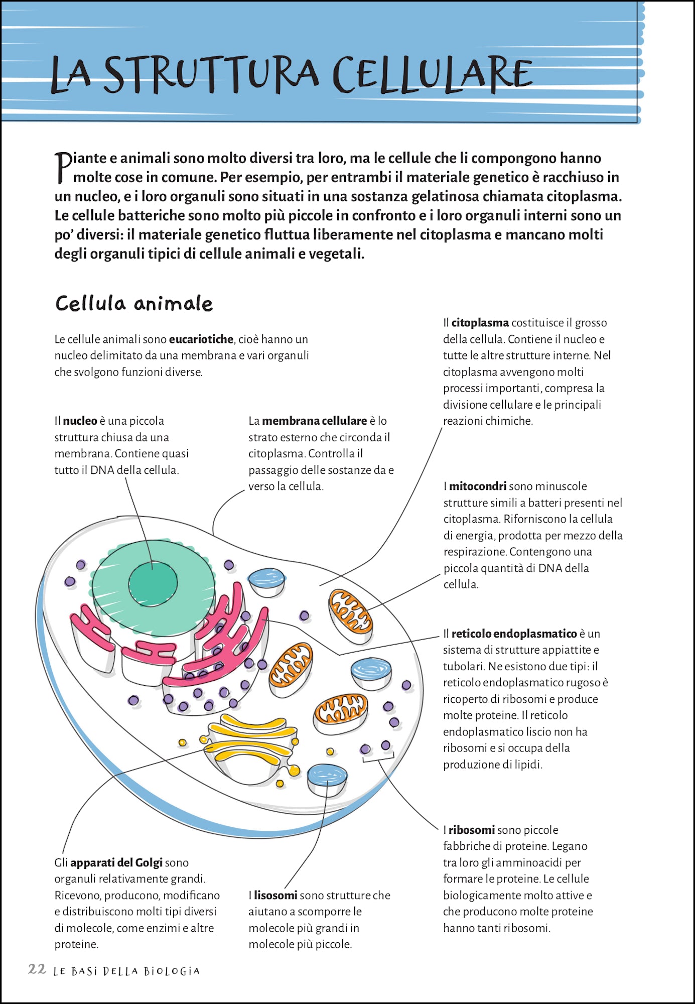 Ricca Scienze Naturali Le basi della biologia libro guida illustrata