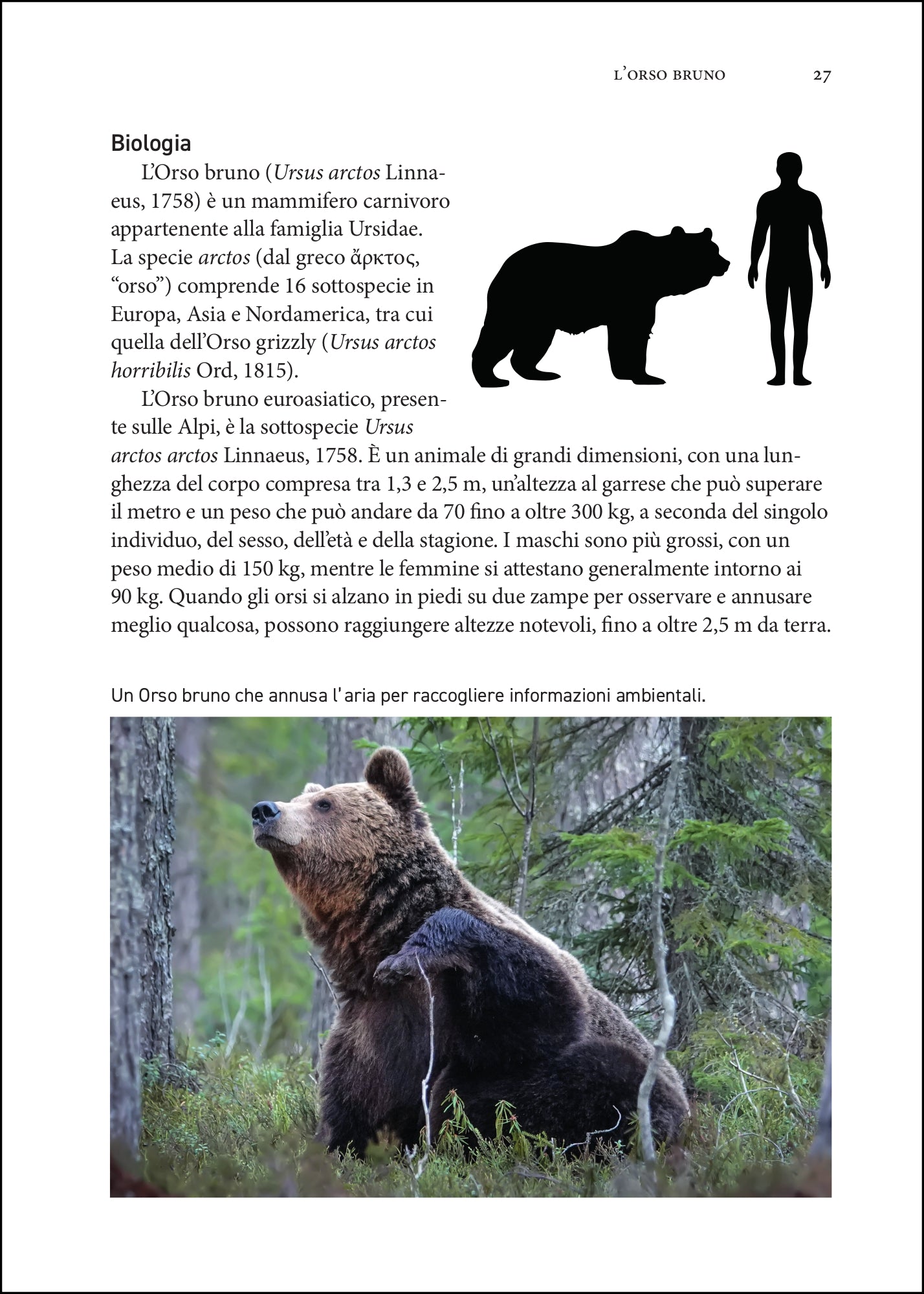 Ricca Editore I grandi carnivori d'Italia libro orso lupo lince