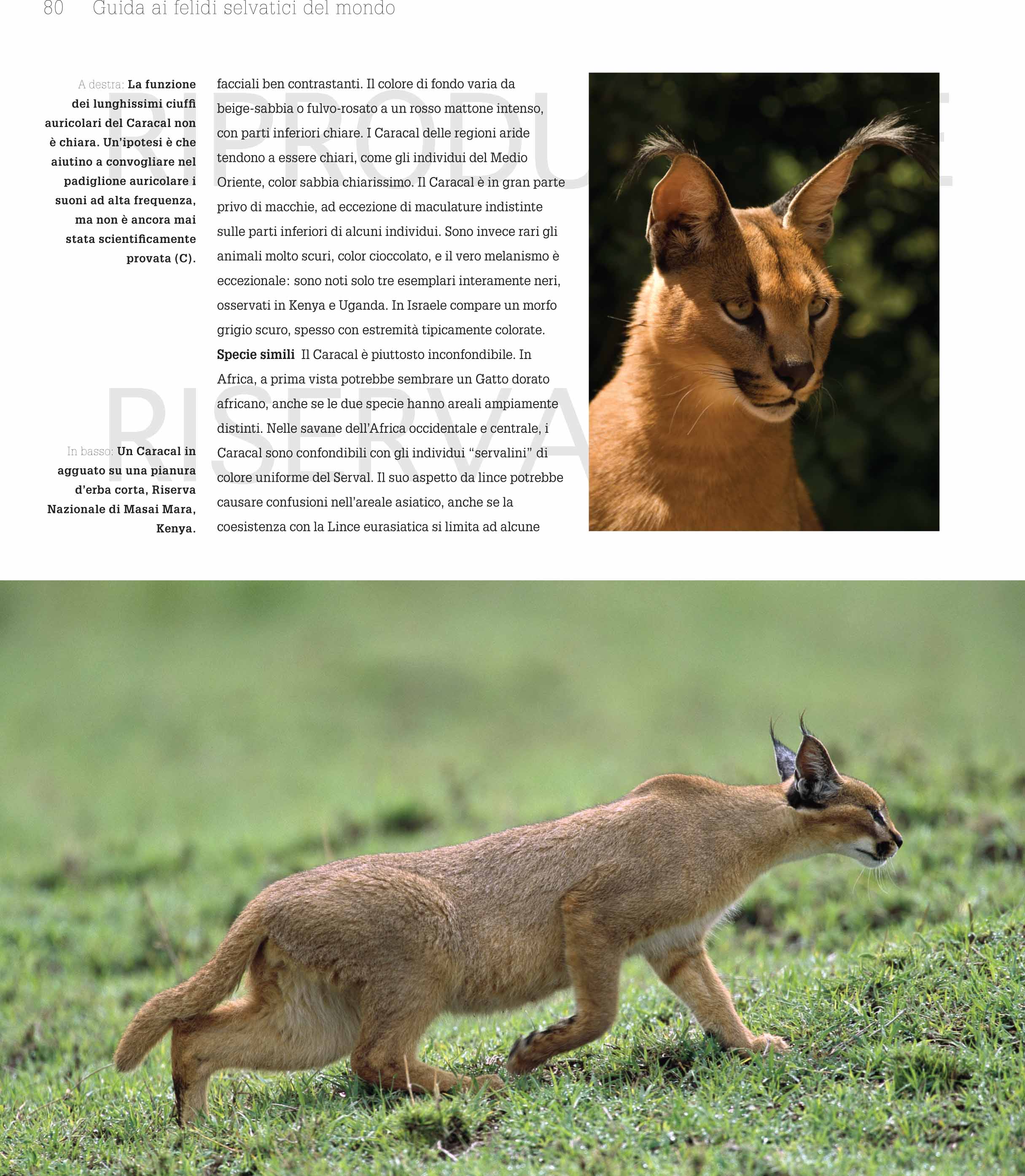 Ricca Editore Mammiferi Guida felidi selvatici libro 200 foto