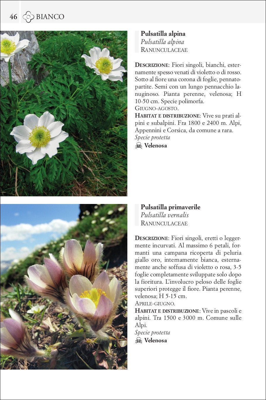 Ricca Editore Guida fiori montagna libro 240 specie foto