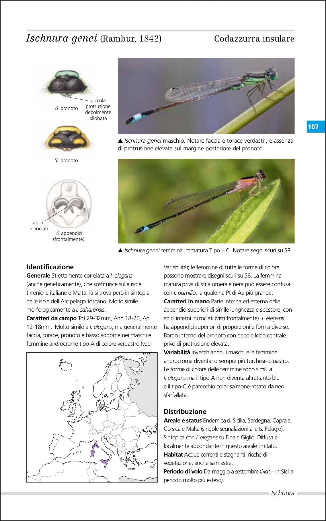 Ricca Editore Libellule d'Italia e d'Europa guida insetti 160 specie
