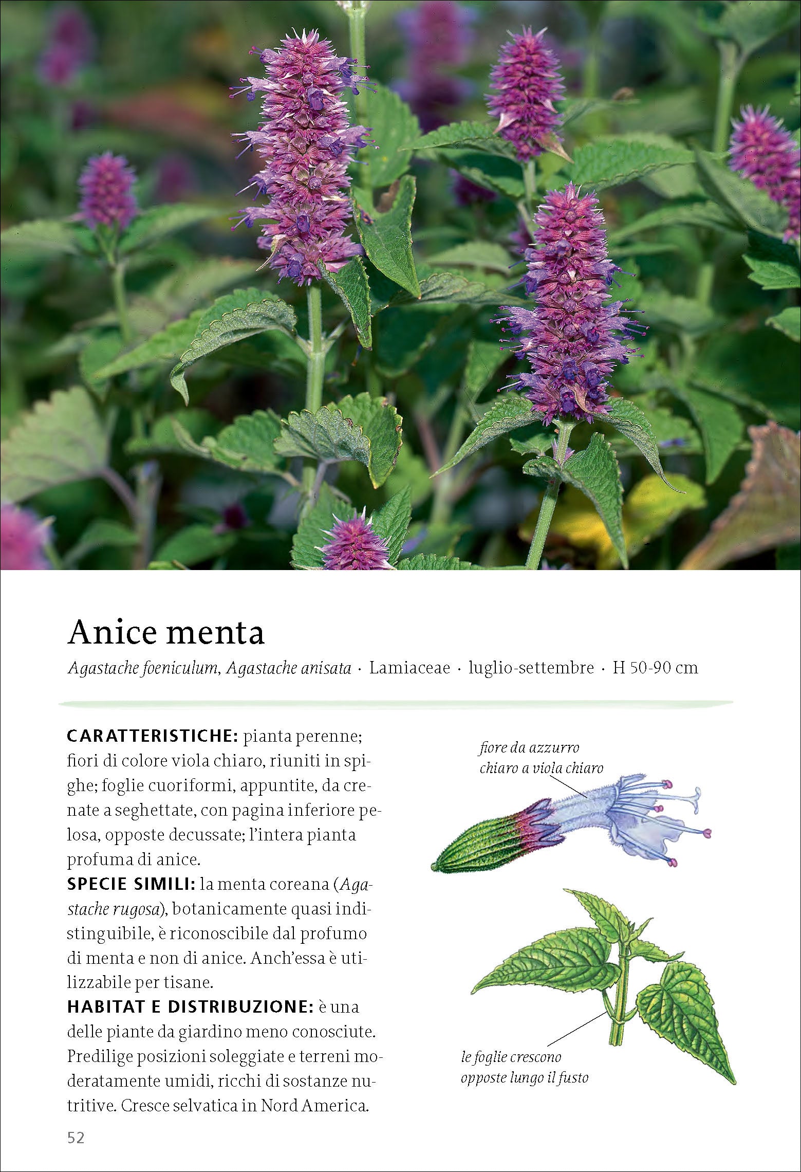 Ricca Scienze Gastronomiche Tisane erbe frutti selvatici manuale Beiser
