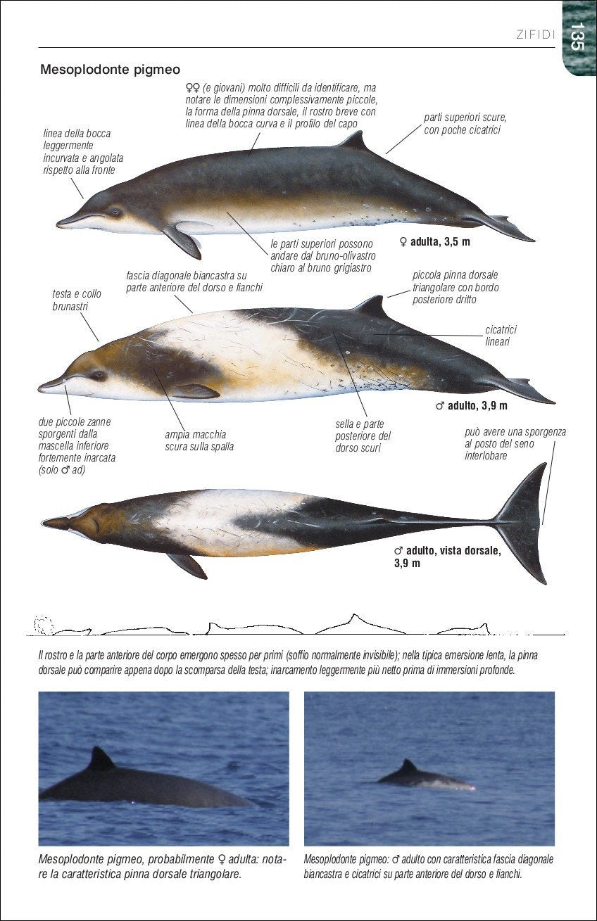 Ricca Editore Mammiferi Balene delfini e foche guida campo 129 specie