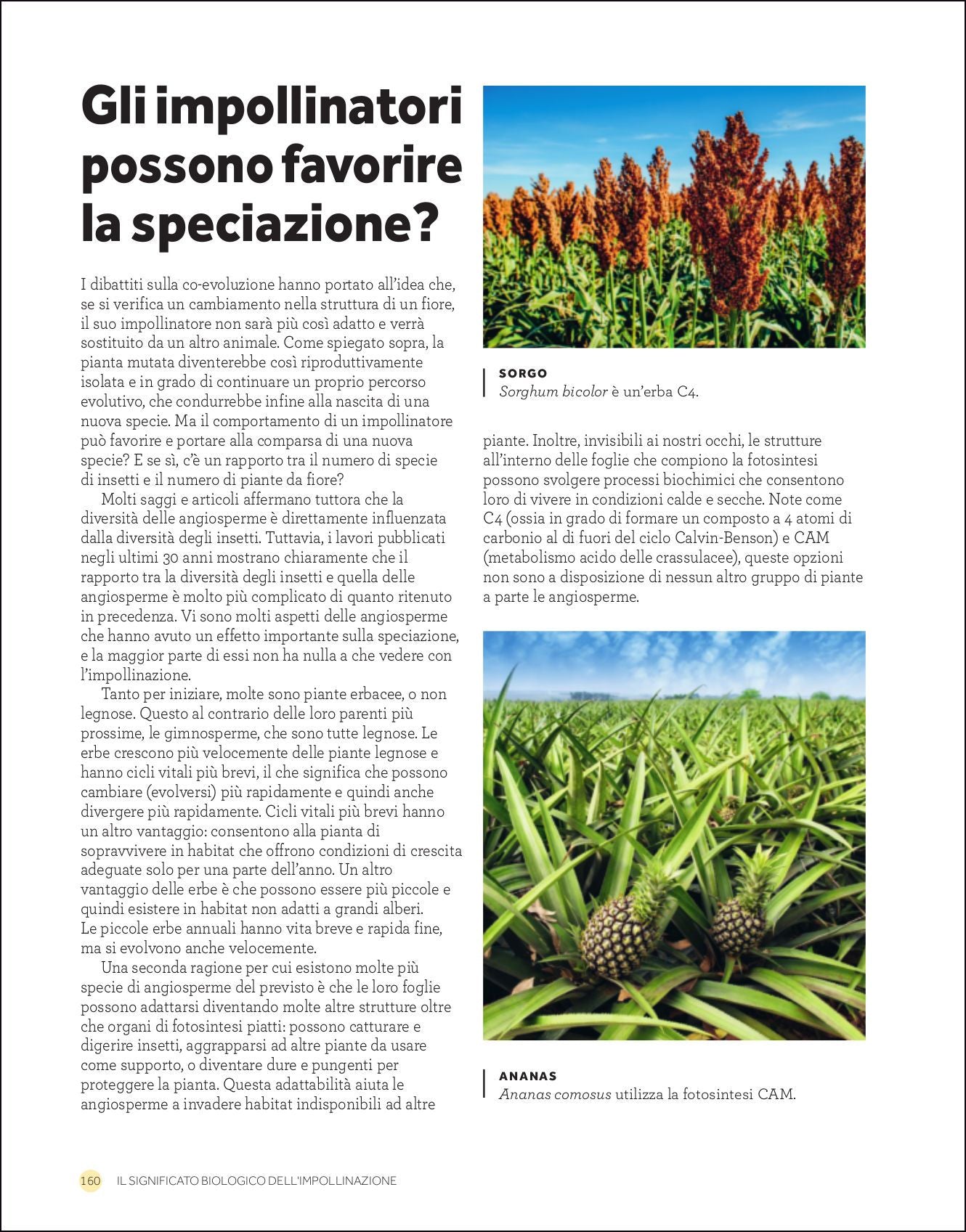 Ricca Editore L'impollinazione libro botanica illustrato piante impollinatori
