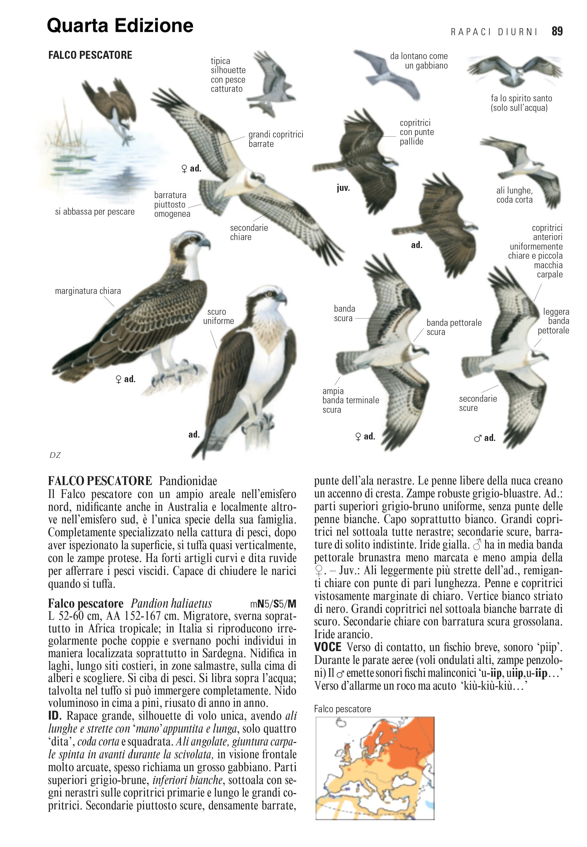Ricca Birdwatching Guida uccelli d'Europa libro quarta edizione
