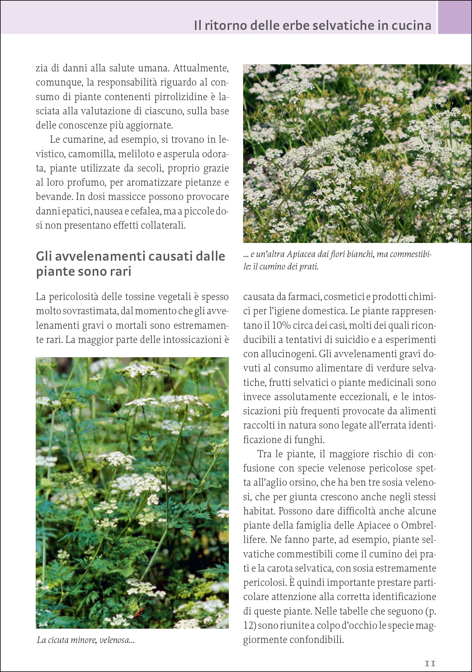 Ricca Editore Piante selvatiche commestibili guida ricette