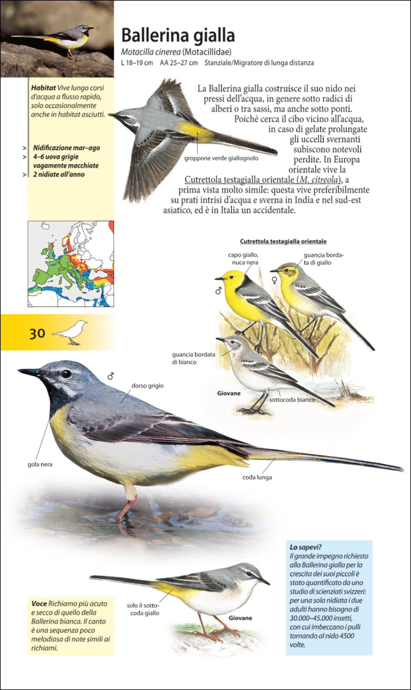 Ricca Editore Che uccello è questo? guida uccelli 440 specie tascabile