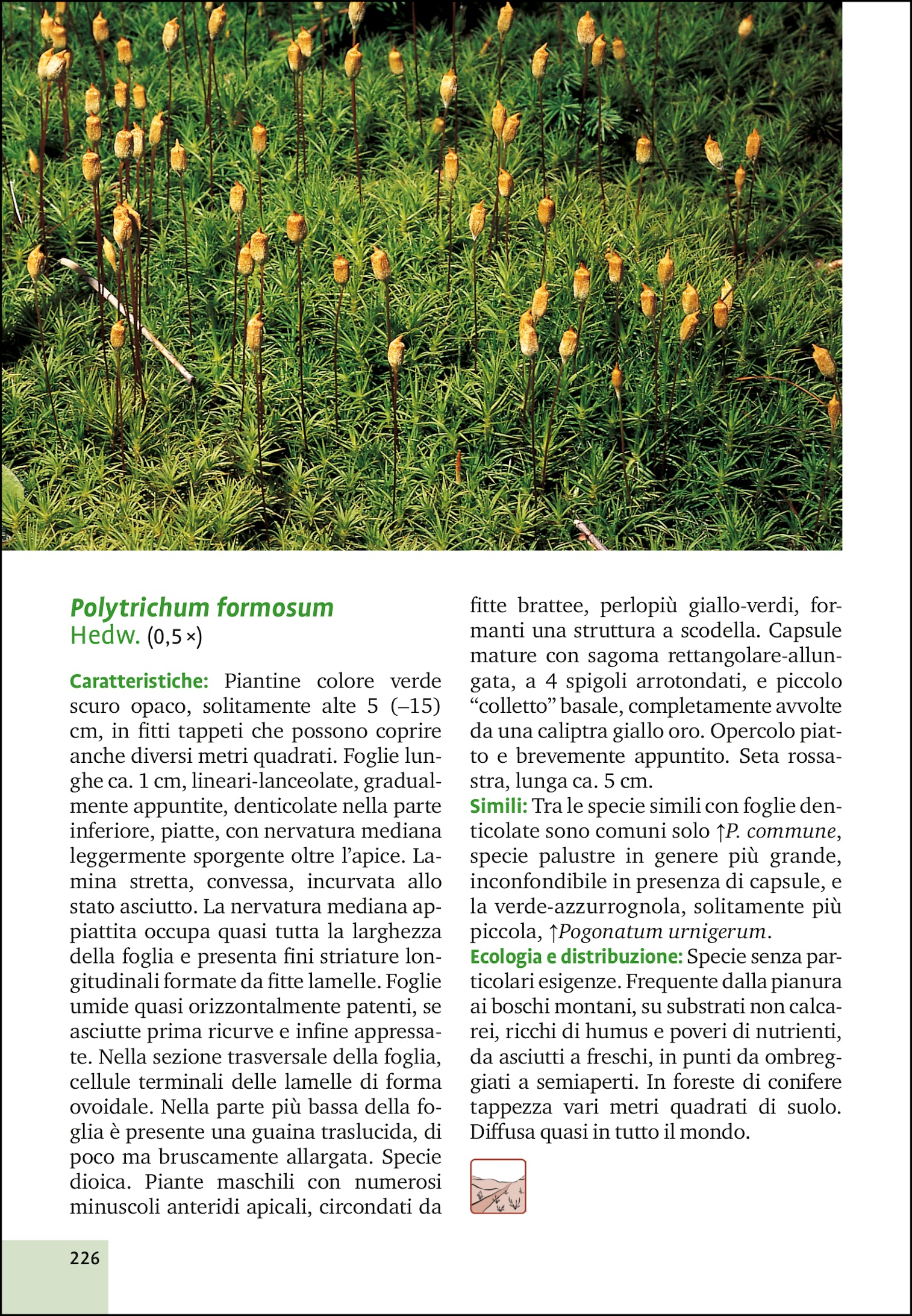 Ricca Editore Botanica Licheni e muschi guida 290 specie foto