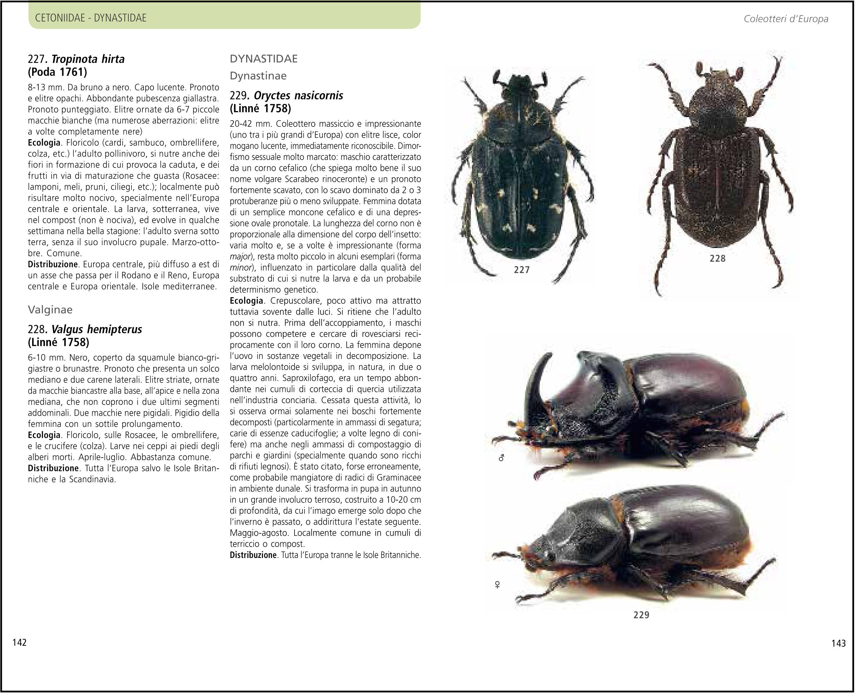 Ricca Editore Guida ai coleotteri d'Europa libro insetti foto