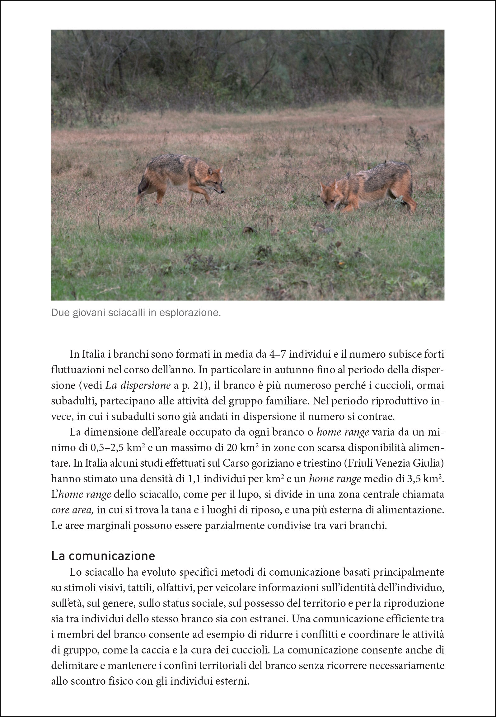 Ricca Editore Mammiferi Lo sciacallo dorato in Italia libro ecologia