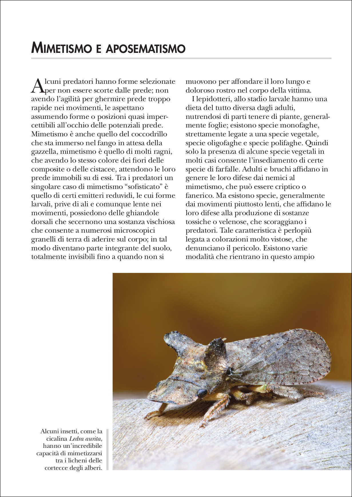 Ricca Insetti e Ragni Il pianeta degli insetti libro foto