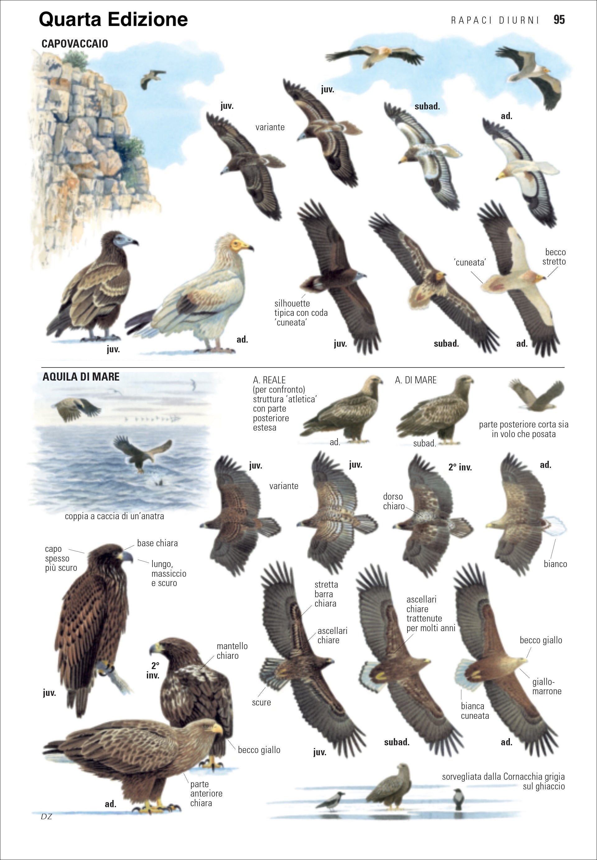 Ricca Birdwatching Guida uccelli d'Europa libro quarta edizione