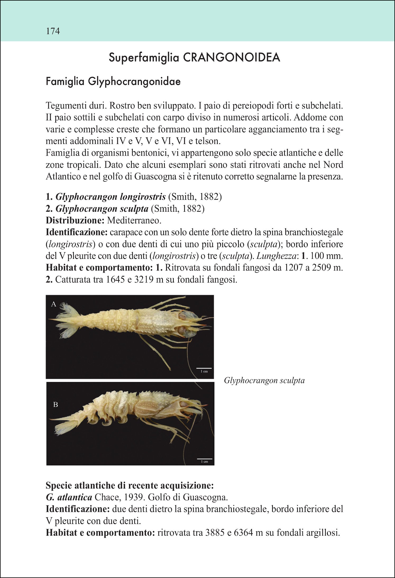 Ricca Editore Mare Guida ai crostacei decapodi d'Europa 600 specie