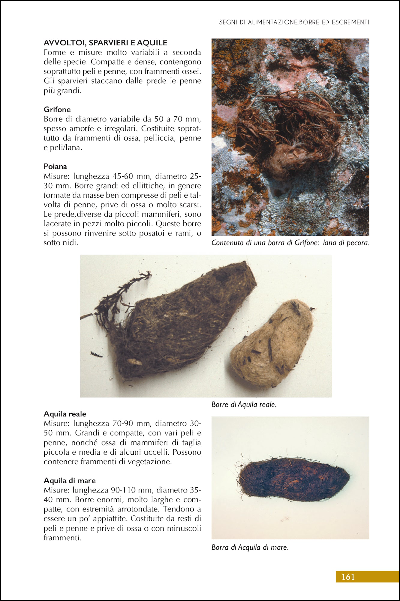 Ricca Editore Tracce e segni degli uccelli d'Europa terza edizione