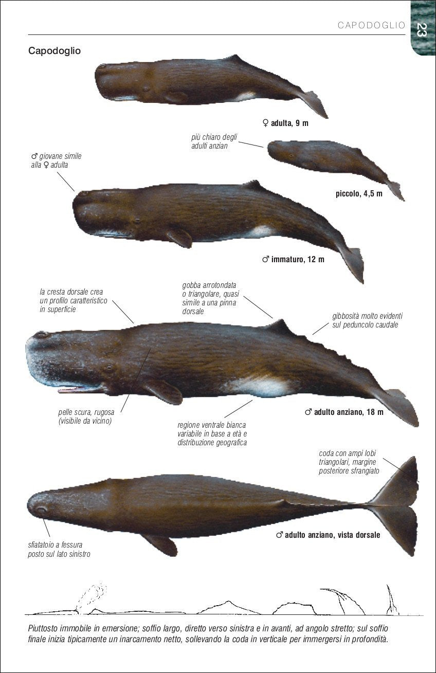 Ricca Editore Mammiferi Balene delfini e foche guida campo 129 specie