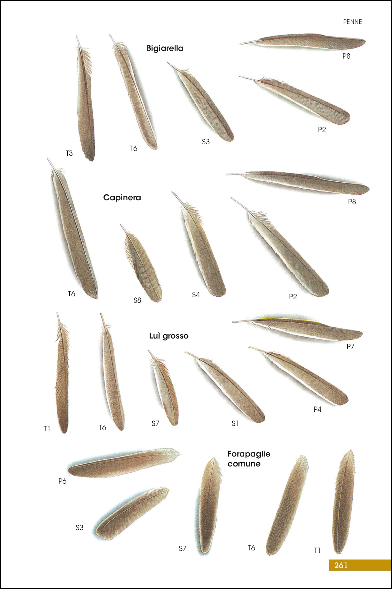Ricca Editore Tracce e segni degli uccelli d'Europa terza edizione
