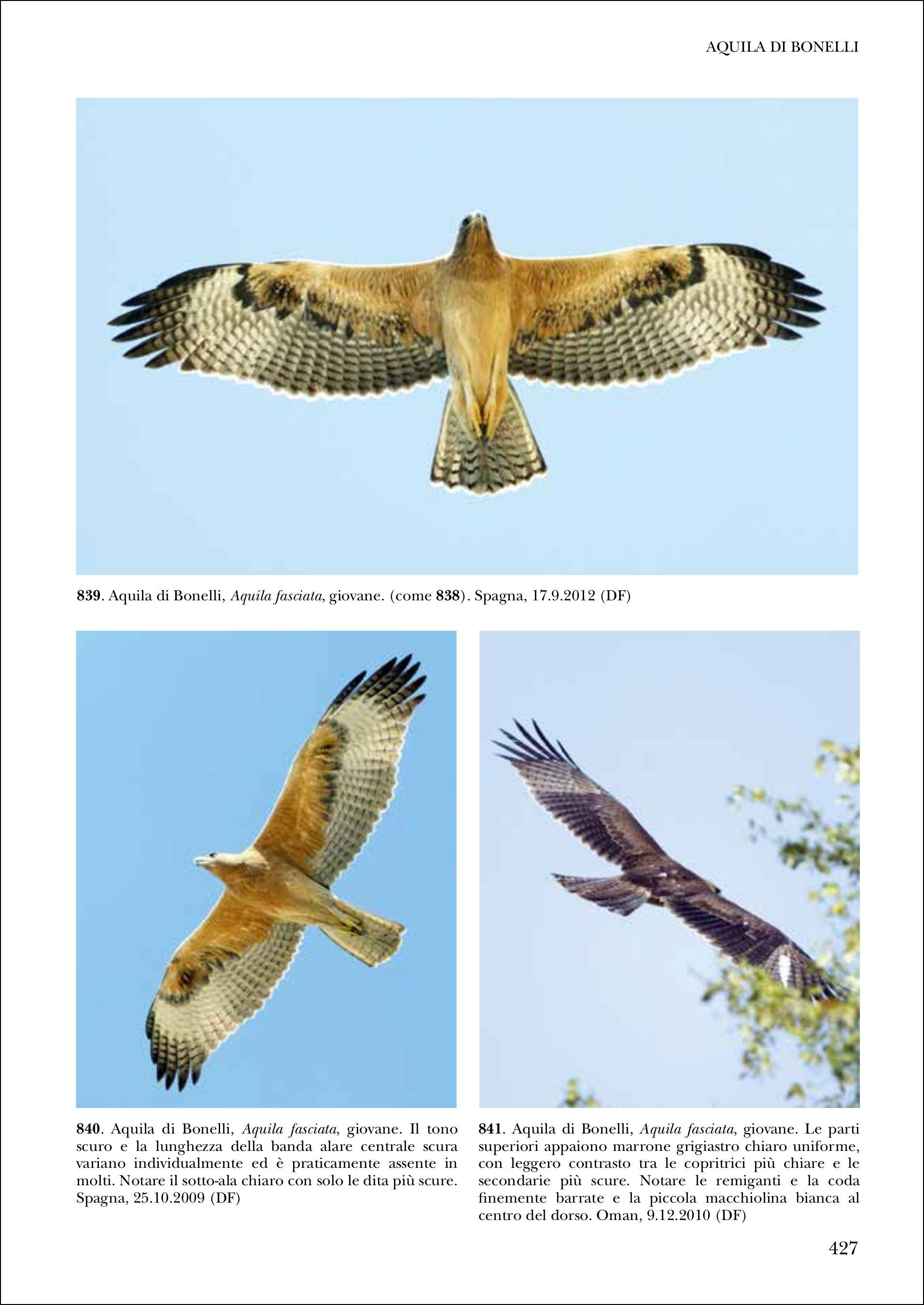 Ricca Editore Birdwatching Identificare rapaci in volo guida foto