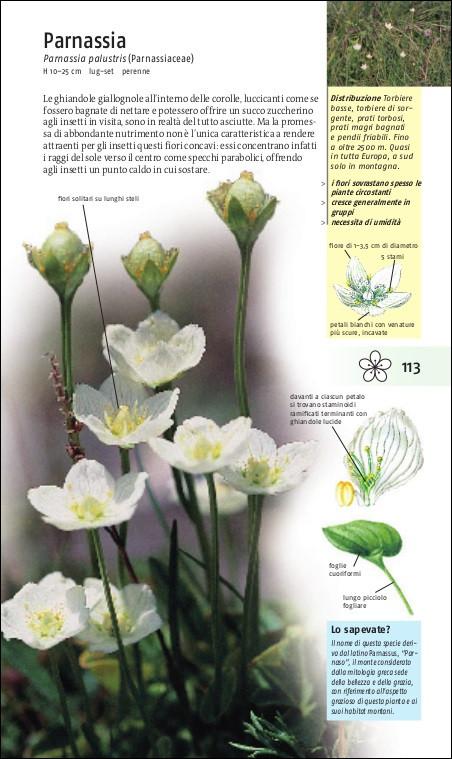 Ricca Editore Riconoscere i fiori spontanei libro tascabile 450 specie
