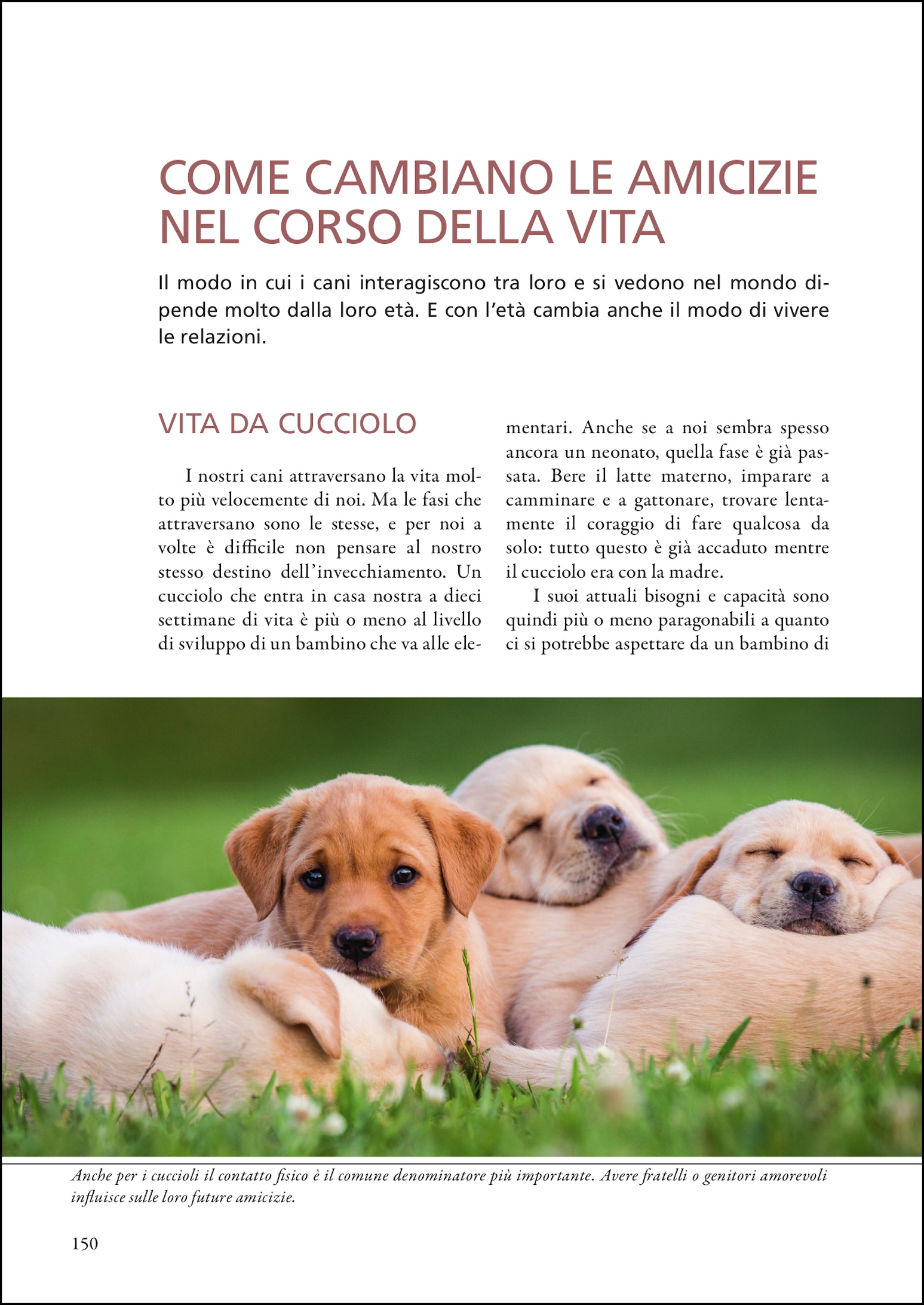 Ricca Imparare a leggere i cani Guida comportamento cani