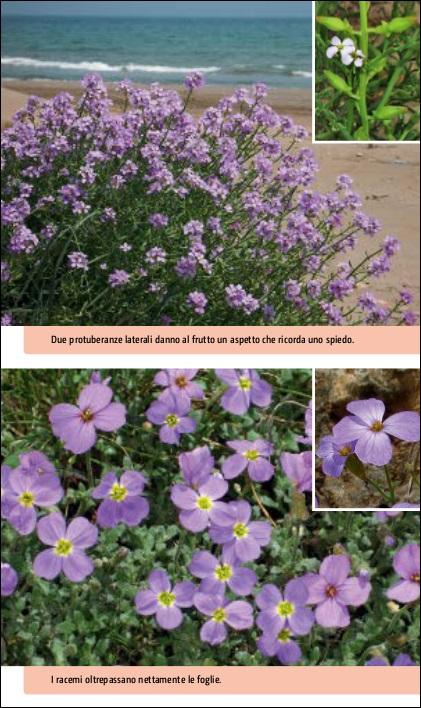 Ricca Editore Flora del Mediterraneo guida tascabile foto