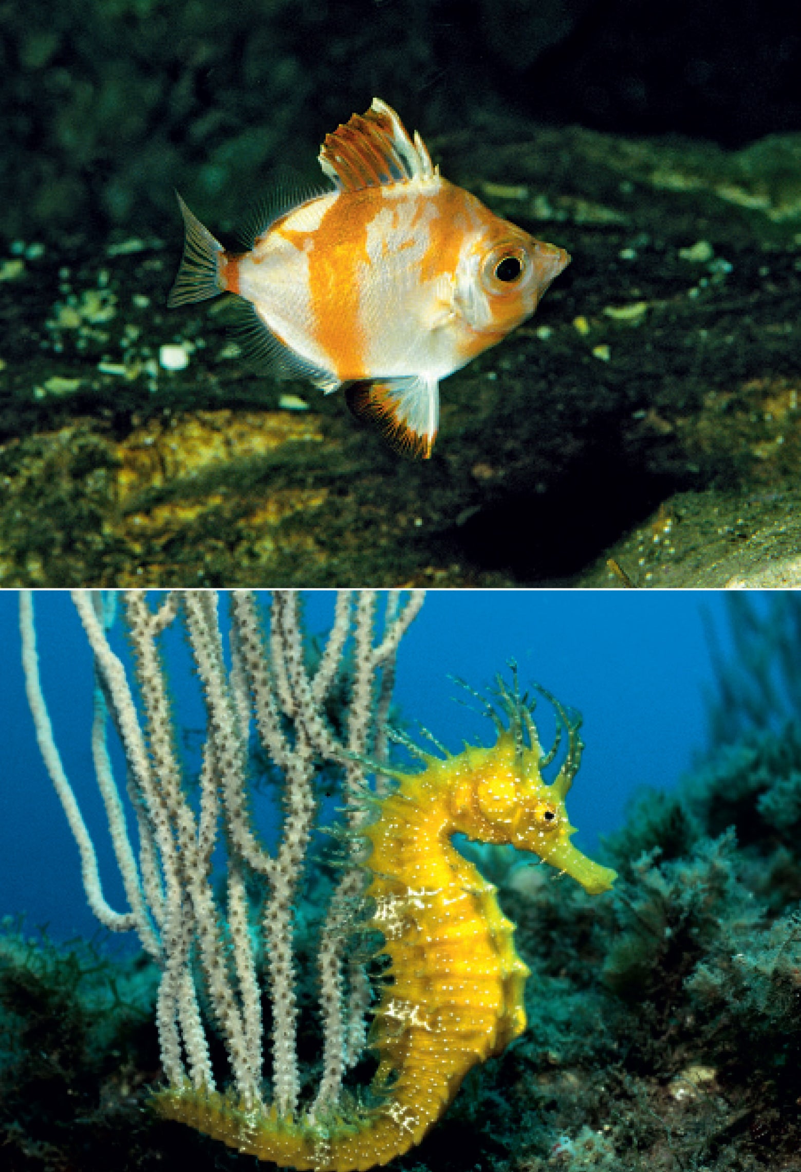 Ricca Editore Cosa vive nel Mediterraneo guida subacquea snorkeling