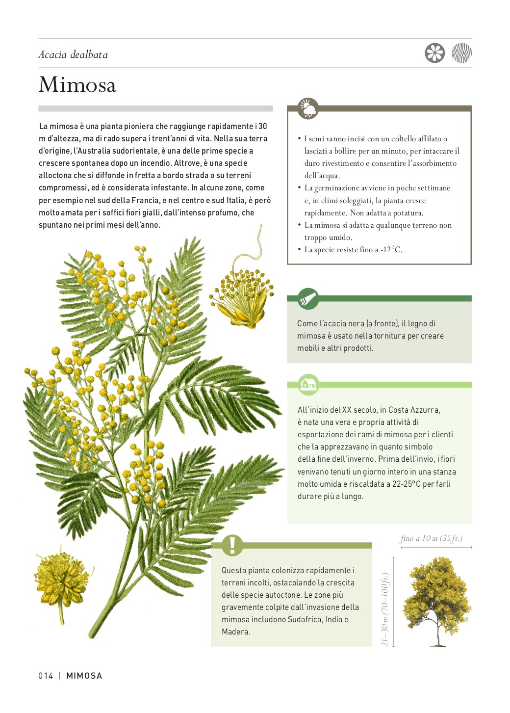 Ricca Editore Storie segrete degli alberi libro 150 specie