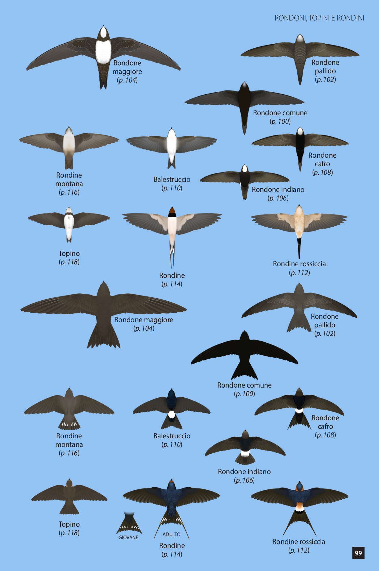Ricca Identificare passeriformi europei volo Guida uccelli