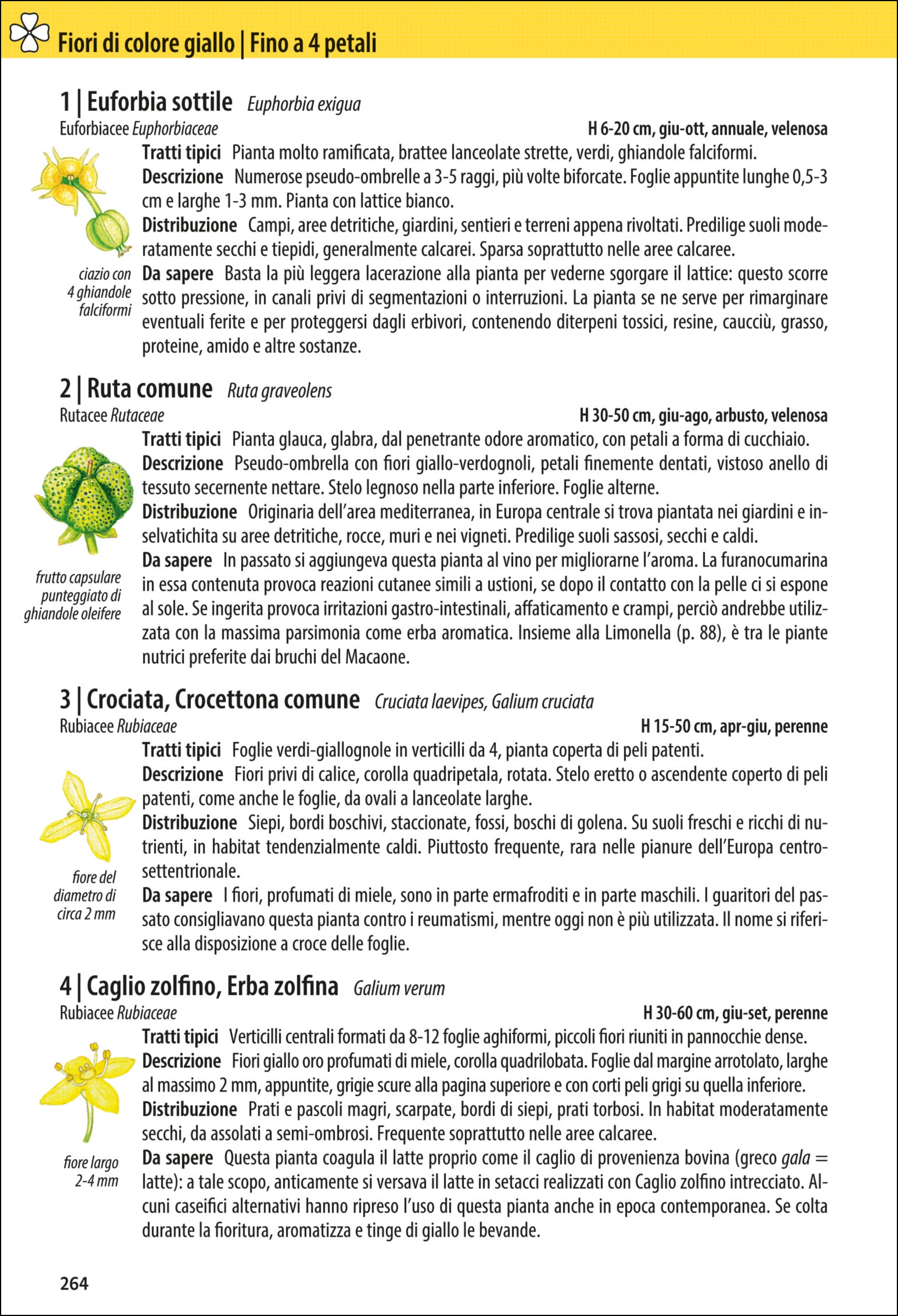Ricca Editore Che fiore è questo? guida fiori 870 piante