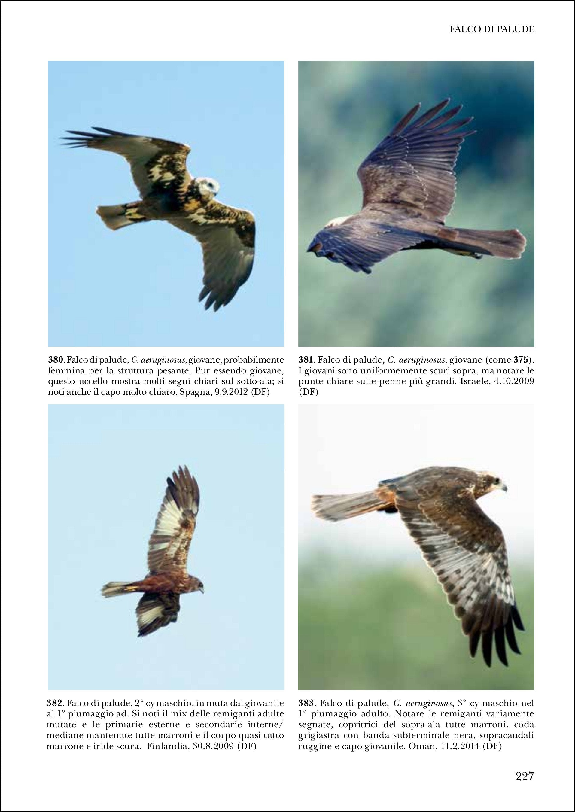 Ricca Editore Birdwatching Identificare rapaci in volo guida foto