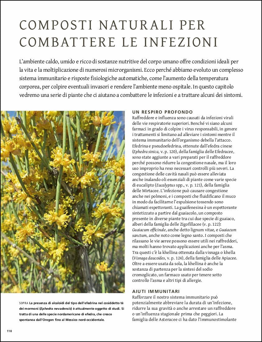 Ricca Editore Piante che curano libro piante medicinali