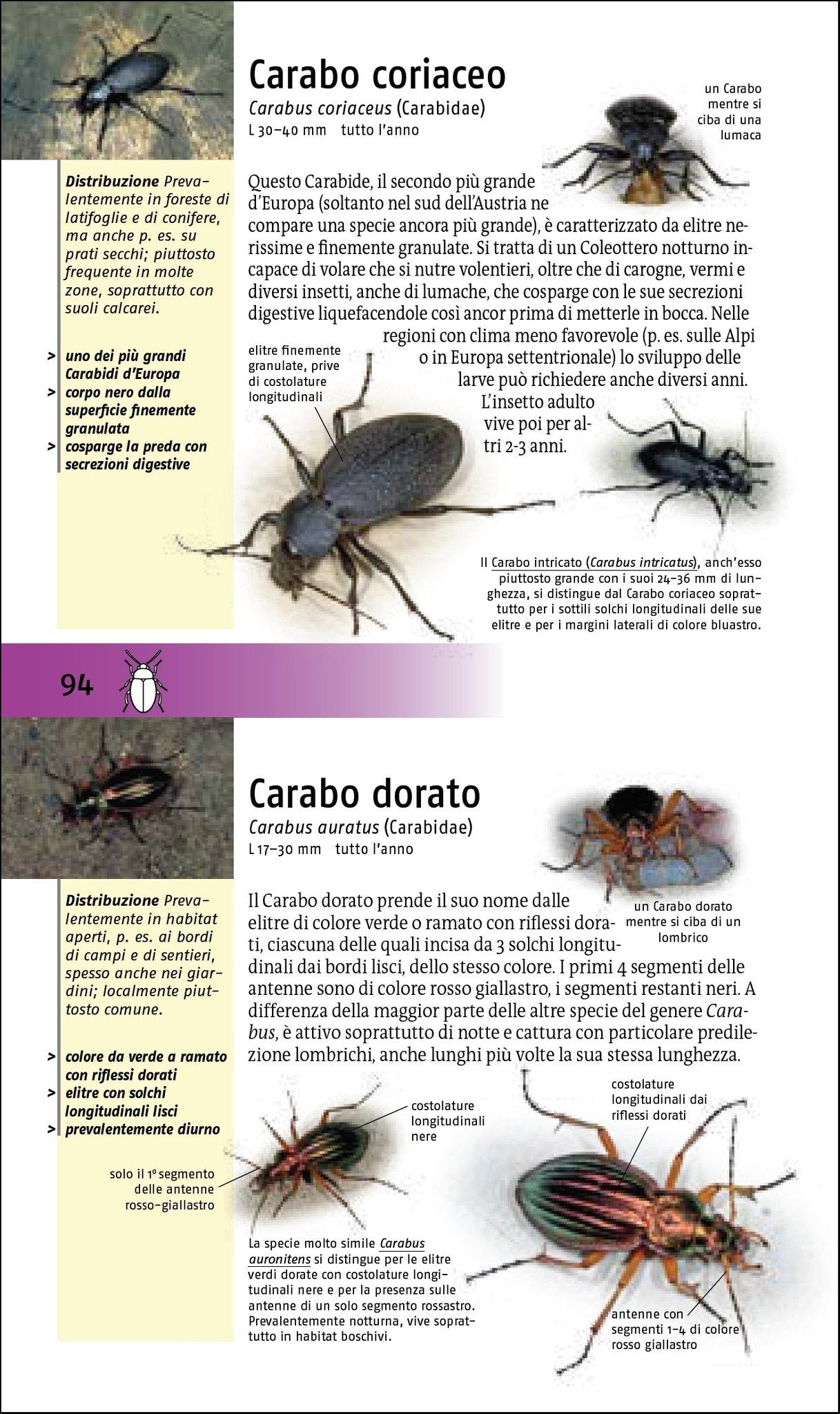 Ricca Editore Che insetto è questo? guida insetti 454