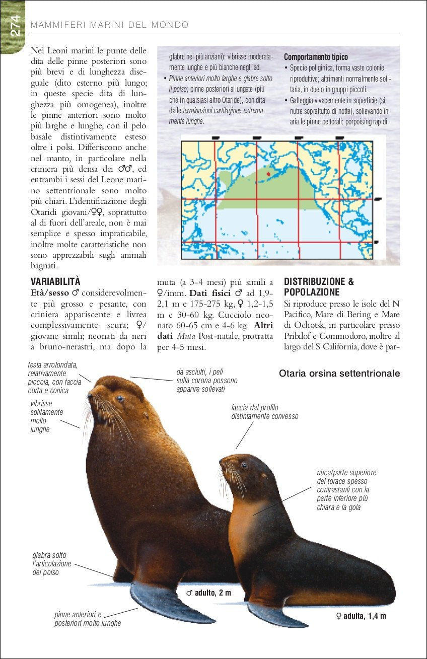 Ricca Editore Mammiferi Balene delfini e foche guida campo 129 specie