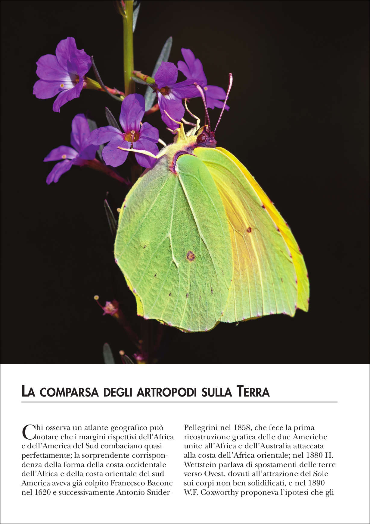 Ricca Insetti e Ragni Il pianeta degli insetti libro foto