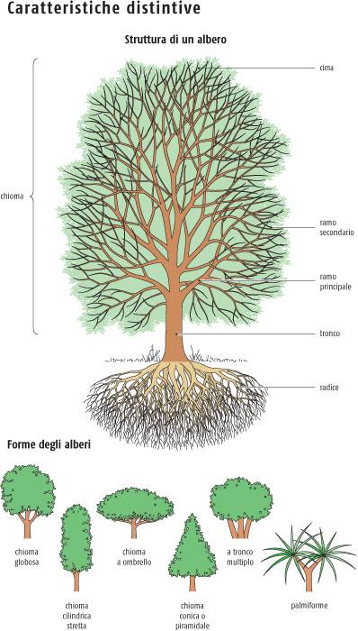 Ricca Editore Guida agli alberi d'Europa libro 680 specie