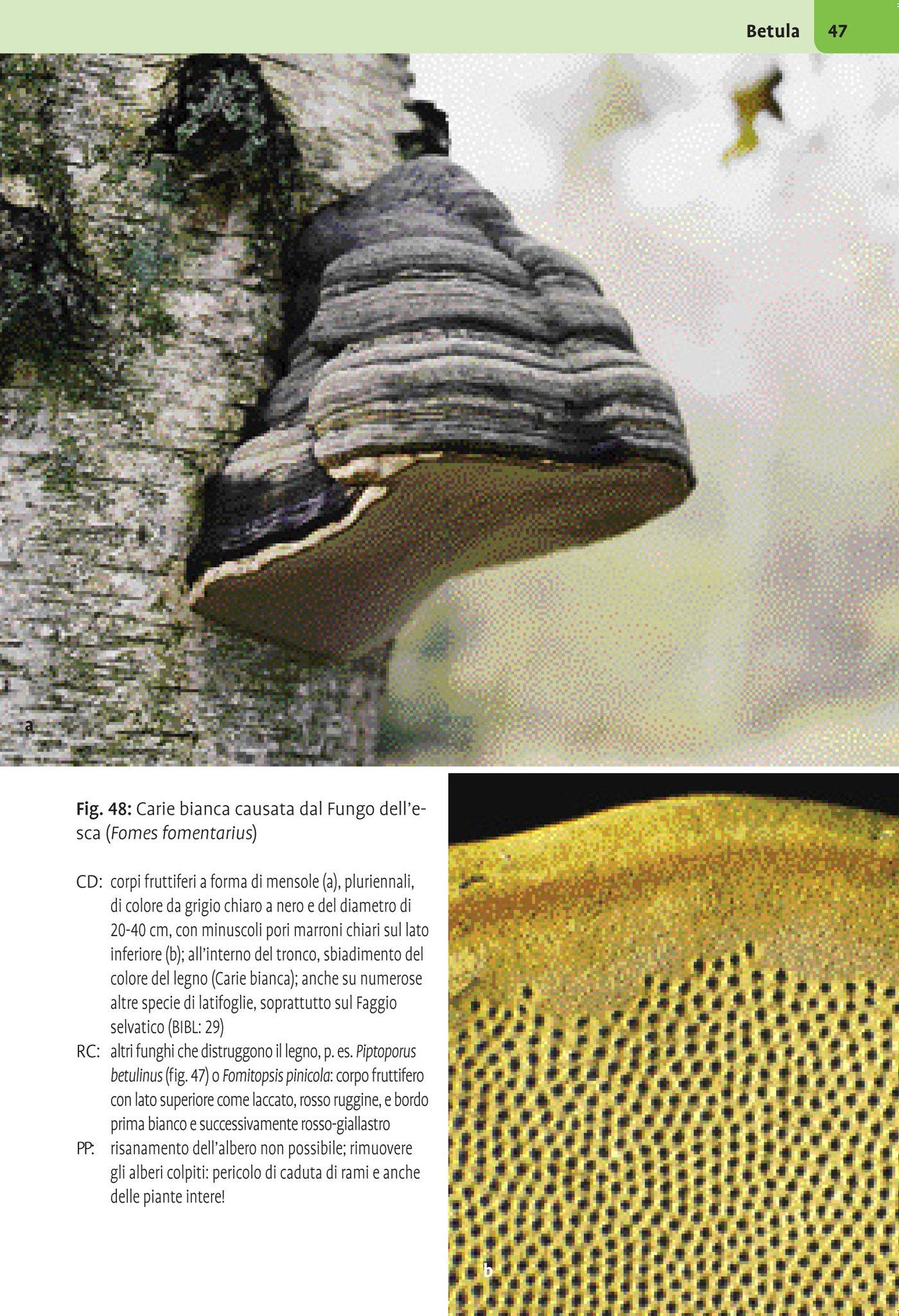 Ricca Editore Botanica Atlante malattie piante legnose 588 foto