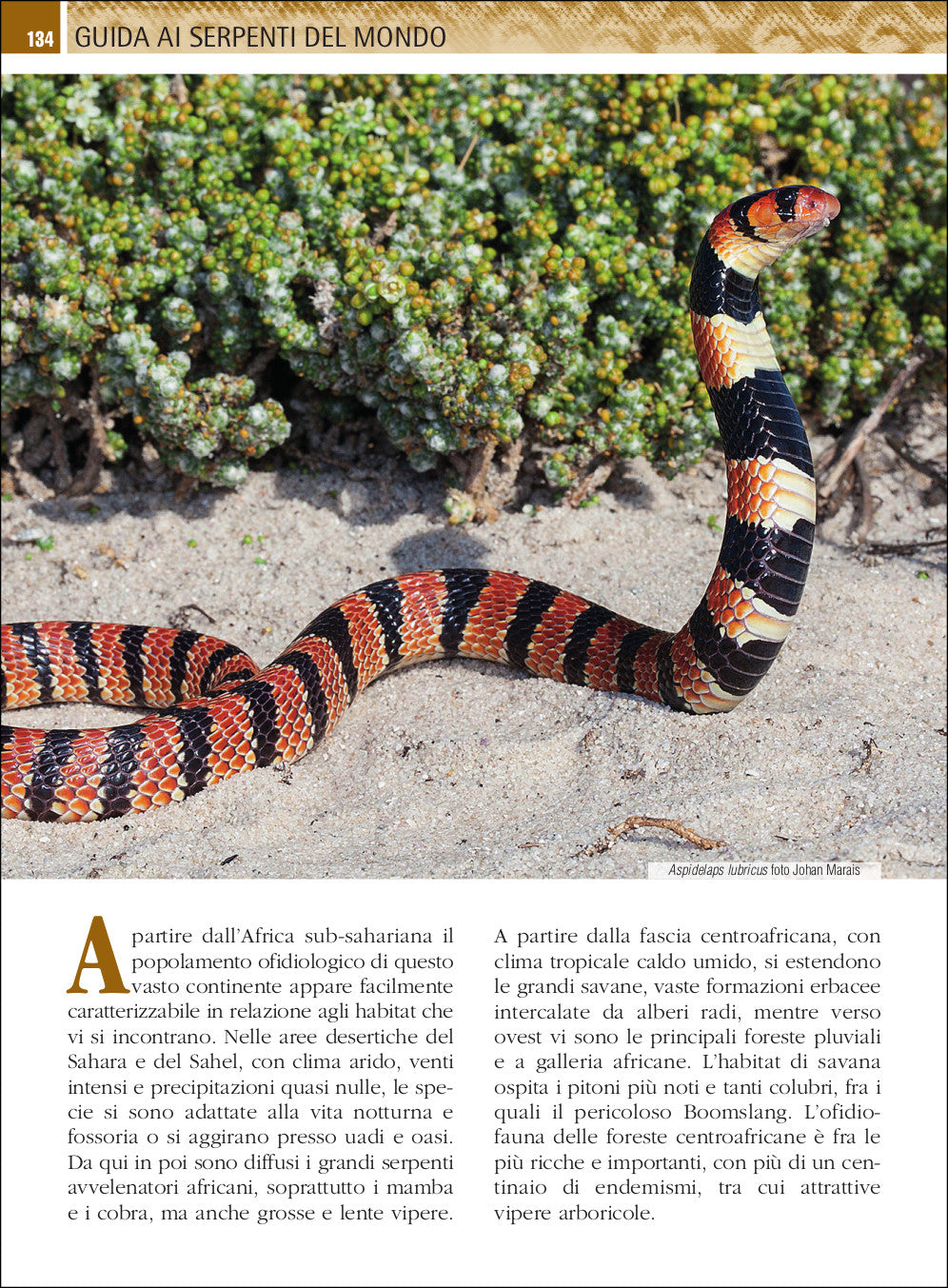 Ricca Editore Guida ai serpenti del mondo libro 800 specie foto