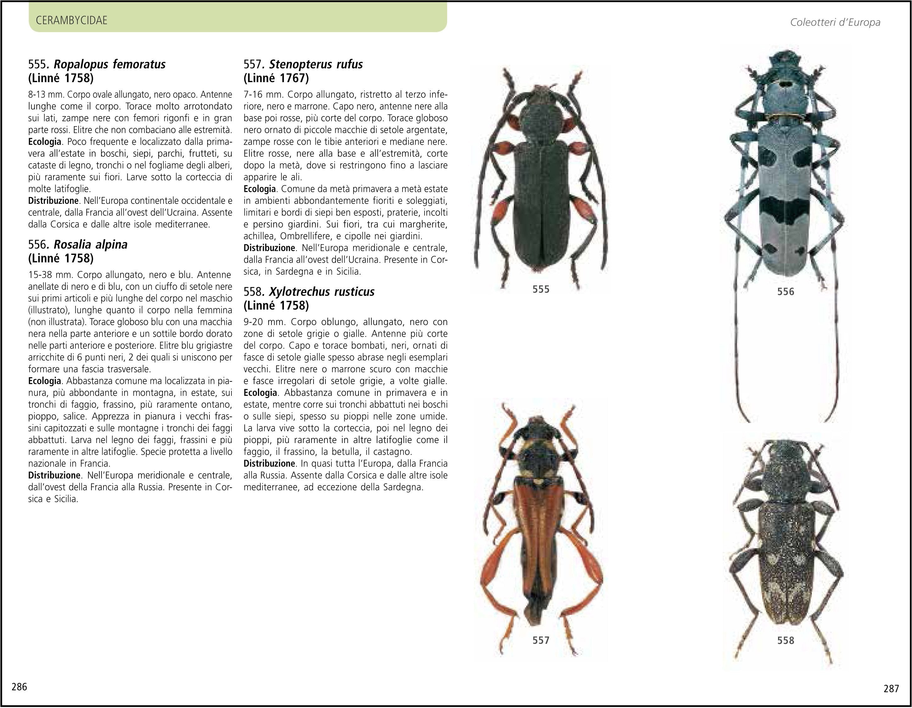 Ricca Editore Guida ai coleotteri d'Europa libro insetti foto